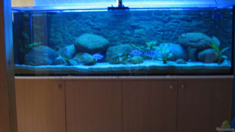 Aquarium Hauptansicht von Blaue Impressionen aus dem Tanganjikasee