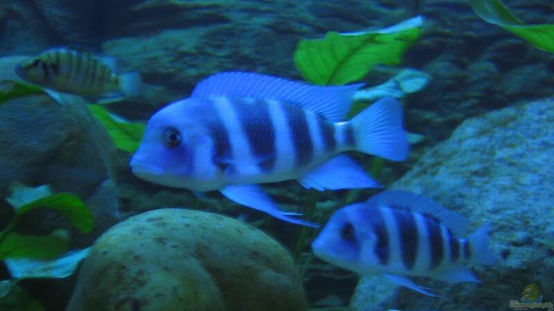 Besatz im Aquarium Blaue Impressionen aus dem Tanganjikasee von HirMat (5)