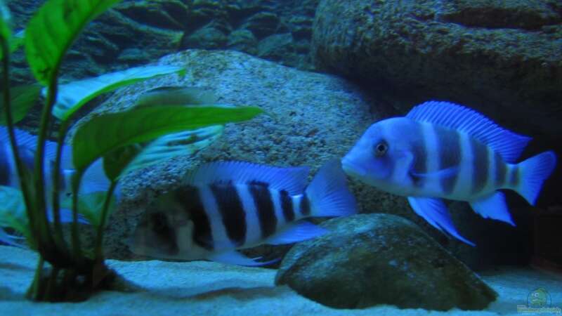 Besatz im Aquarium Blaue Impressionen aus dem Tanganjikasee von HirMat (6)