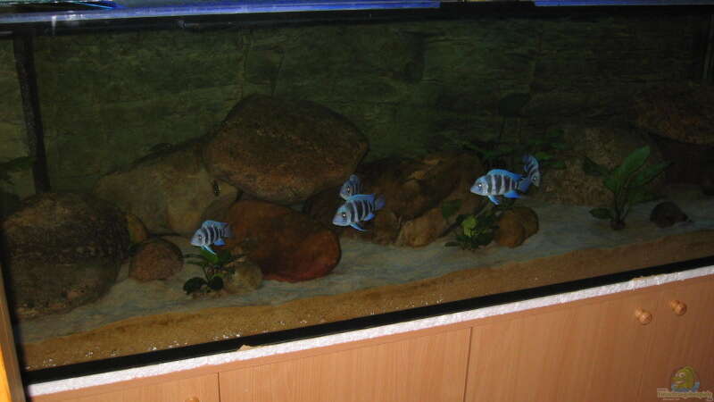 Besatz im Aquarium Blaue Impressionen aus dem Tanganjikasee von HirMat (7)