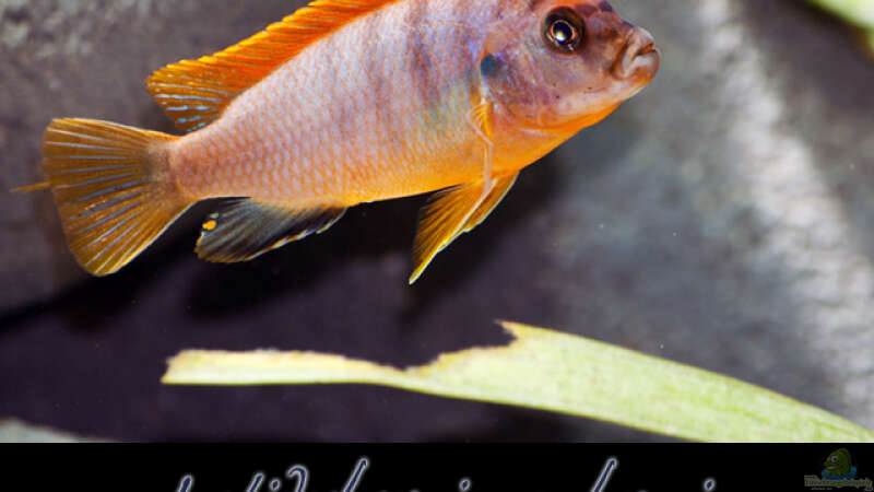 Labidochromis sp. Hongi  ´Red Top´ von boffix (32)