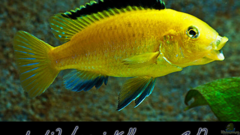 Labidochromis Yellow sp. Gold von boffix (29)