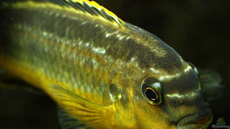 Melanochromis Auratus Portrait von boffix (40)