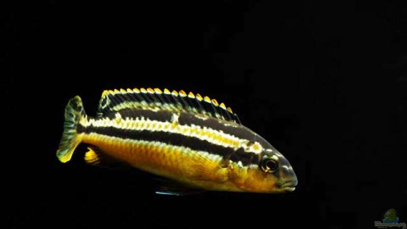 Melanochromis Auratus Totale von boffix (41)