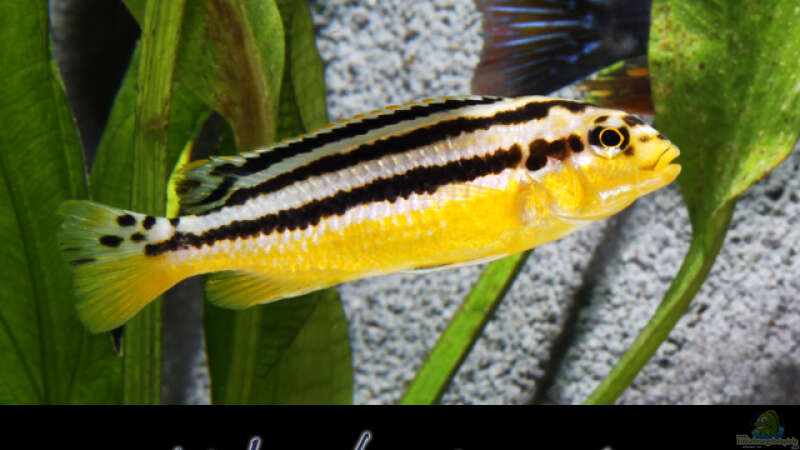 Melanochromis Auratus von boffix (33)