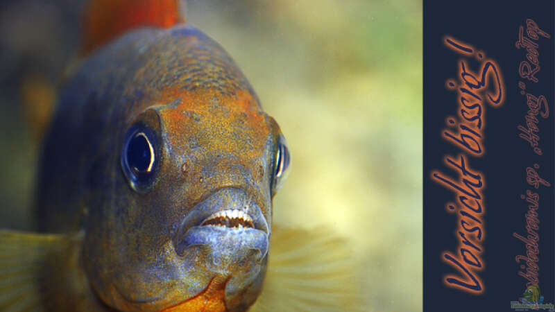 Vorsicht bissig! Labidochromis sp. Hongi ´Red Top´ von boffix (38)