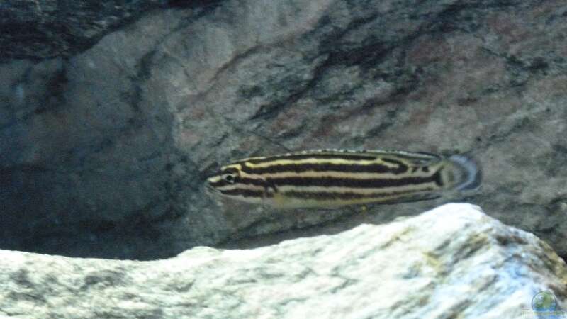 Julidochromis regani (Vierstreifen-Schlankcichlide) von René L. (10)