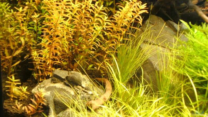 Pflanzen im Aquarium Tantris von Sailfish (7)