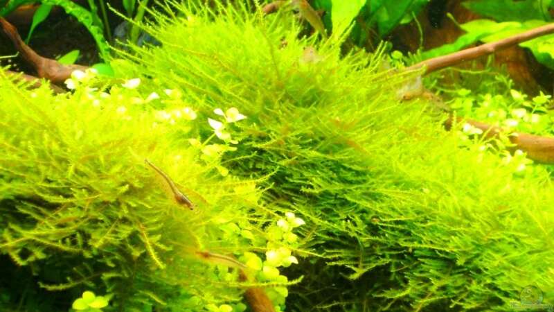 Pflanzen im Aquarium Tantris von Sailfish (8)