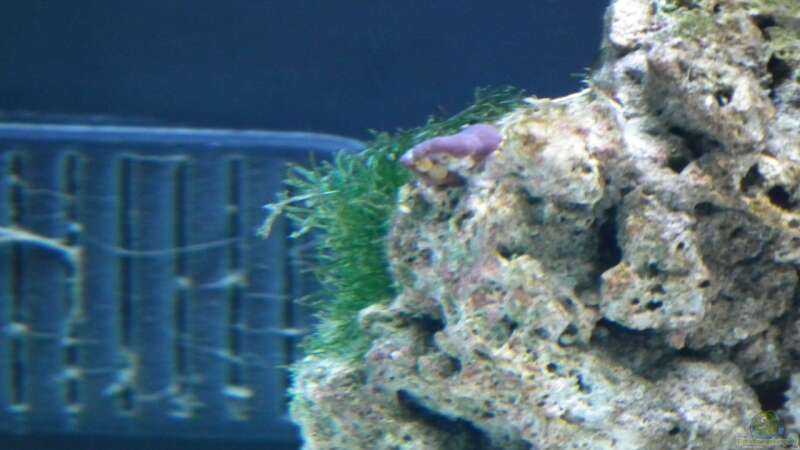 Pflanzen im Aquarium Meerwasser Es geht los!! von Peter Tippmar (28)