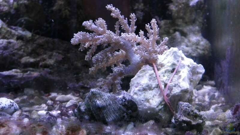 Pflanzen im Aquarium Meerwasser Es geht los!! von Peter Tippmar (36)