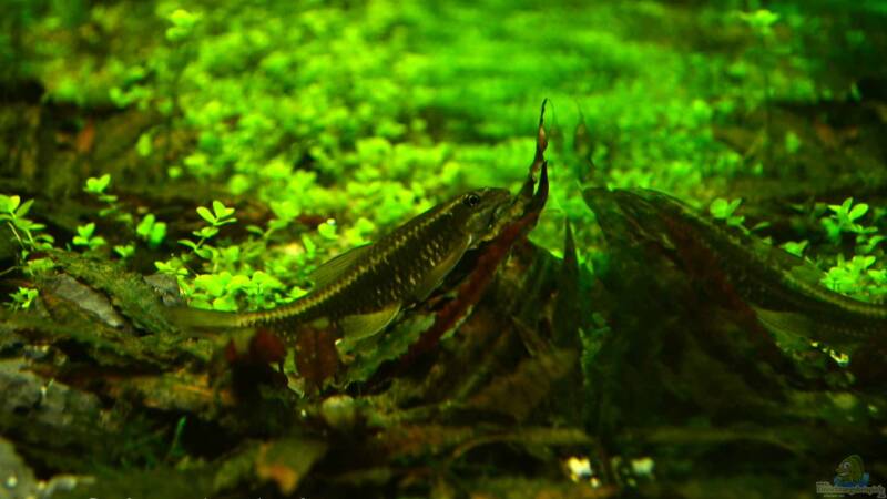 Algenfresser Alle wichtigen Infos