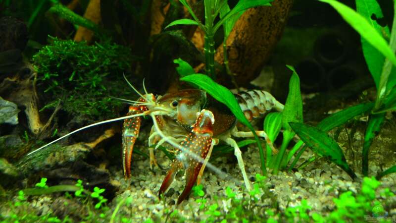 Einrichtungsbeispiele mit Procambarus clarkii (Roter Amerikanischer Sumpfkrebs)  - Procambarus-clarkiiaquarium