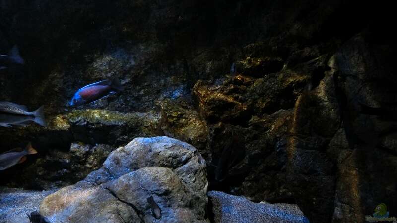 Aquarium Rockzolid Cave (Aufgelöst) von marxbre (14)