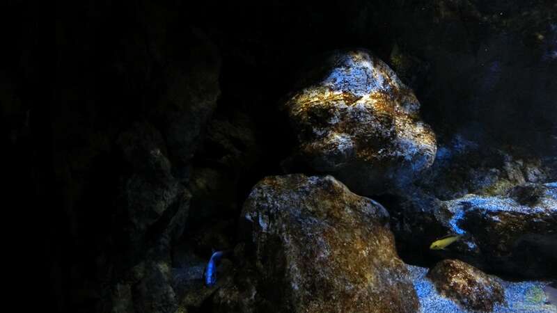 Dekoration im Aquarium Rockzolid Cave (Aufgelöst) von marxbre (28)