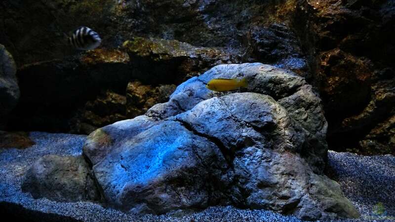 Dekoration im Aquarium Rockzolid Cave (Aufgelöst) von marxbre (31)