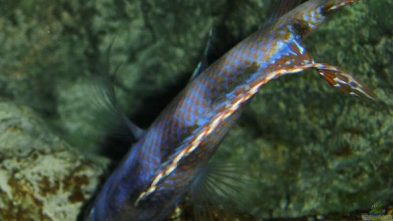 Der Placidochromis milomo auf Nahrungssuche am ´M´ Modul.. von marxbre (34)
