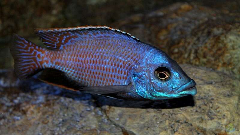 Placidochromis milomo ´Mbenji´ von marxbre (59)