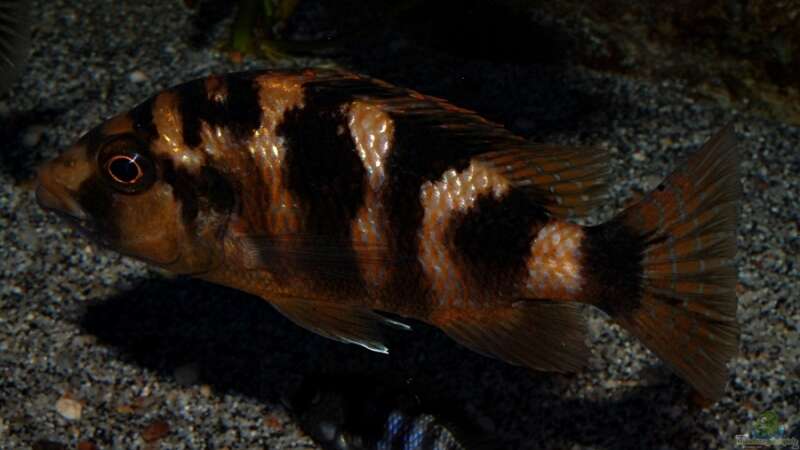 Placidochromis milomo im Aquarium (Einrichtungsbeispiele für Milomo-Buntbarsch)  - Placidochromis-milomoaquarium