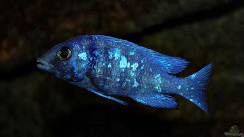 Placidochromis sp. ´phenochilus Tanzania´ Lupingu von marxbre (56)