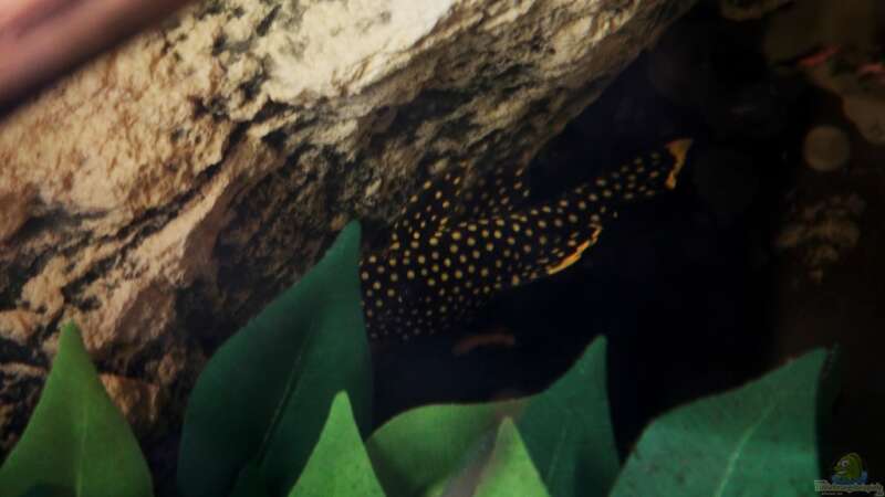 Besatz im Aquarium Wohnzimmer Orinoco von AmazonasFelix (6)