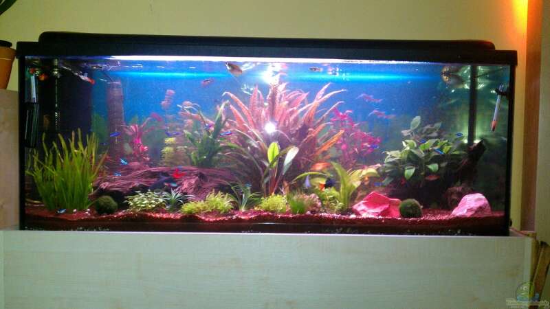 Mein Aquarium :)