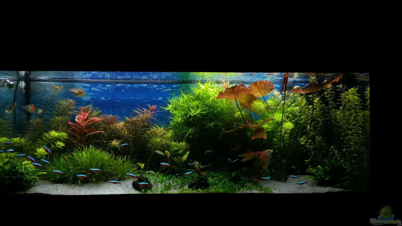 Aquarium green sansibar von &lt;--- sebi ---&gt; (10)