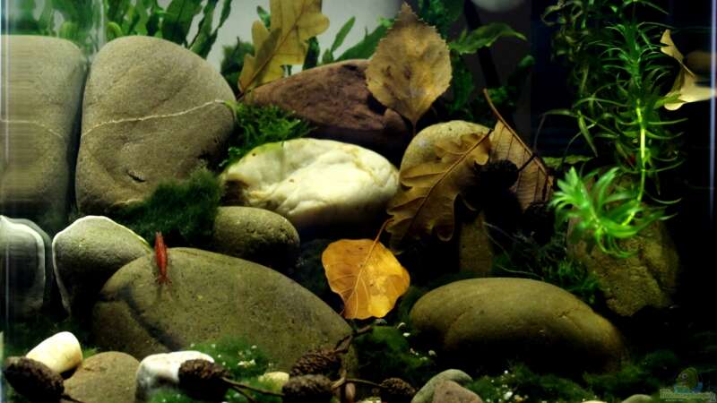 Aquarium pure nature von die Perle... (2)