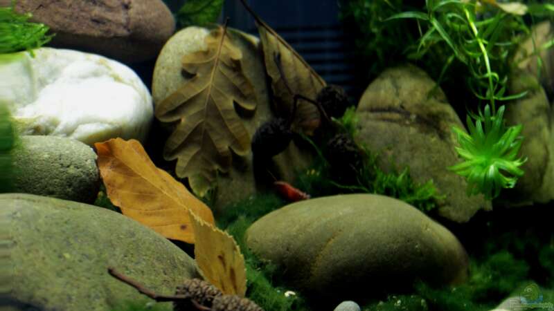 Aquarium pure nature von die Perle... (4)