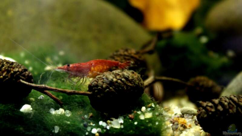 Besatz im Aquarium pure nature von die Perle... (21)