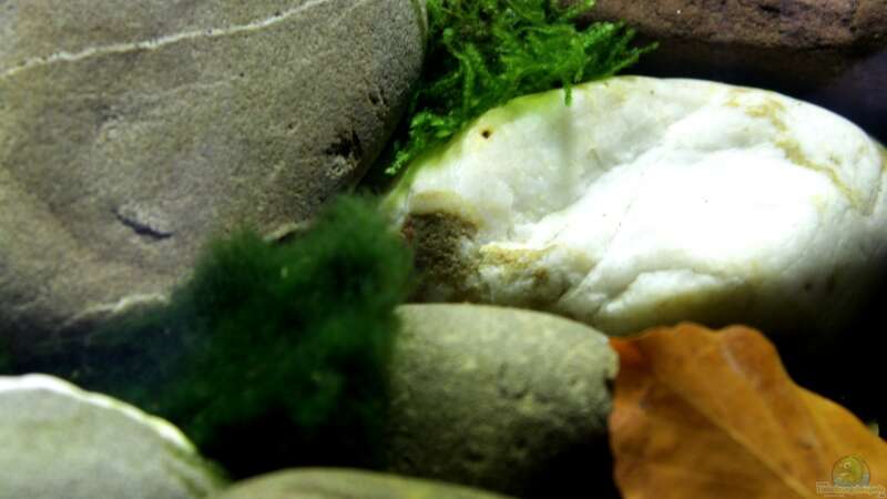 Pflanzen im Aquarium pure nature von die Perle... (5)