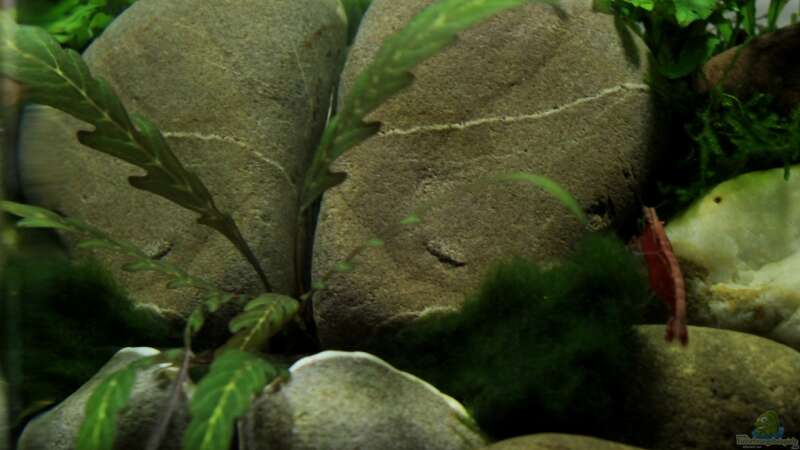 Pflanzen im Aquarium pure nature von die Perle... (9)
