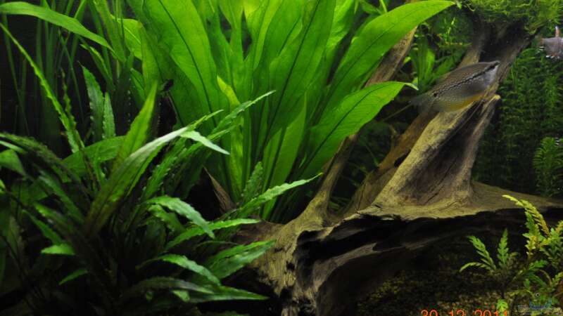 Pflanzen im Aquarium Becken 22174 von Digrisch (10)