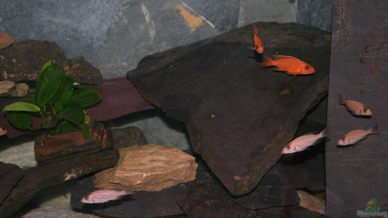 4 Sciaenochromis Ahli White ´Snowblood´ und 2 Aulonocara firefish ´Coral Red´ von Phoenix_KM (11)