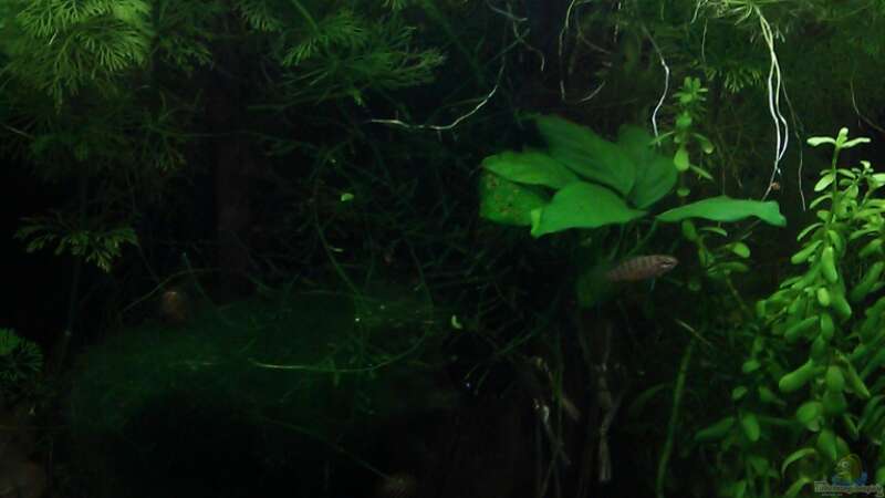 Das Becken Ende Januar: Leider ist es sehr dunkel, die Pflanzen wuchern stark und von TinaMarie (9)