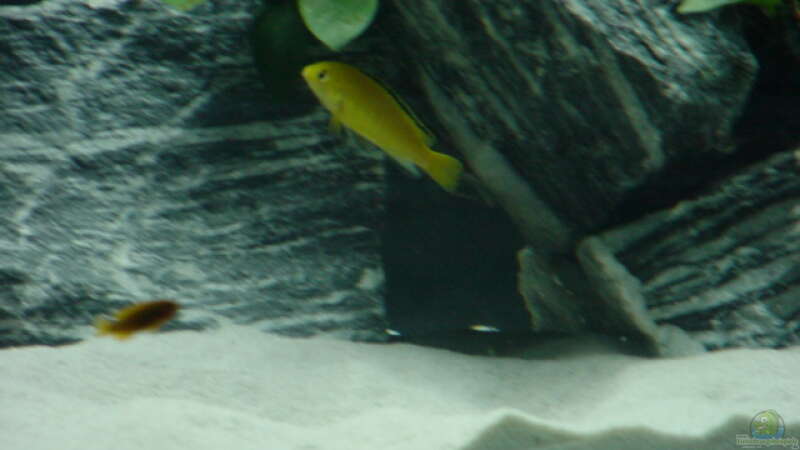 Labidochromis sp. Yellow von Klaus Muckenheim (8)