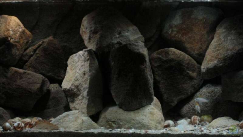 Aquarium Hauptansicht von Stones and Shells