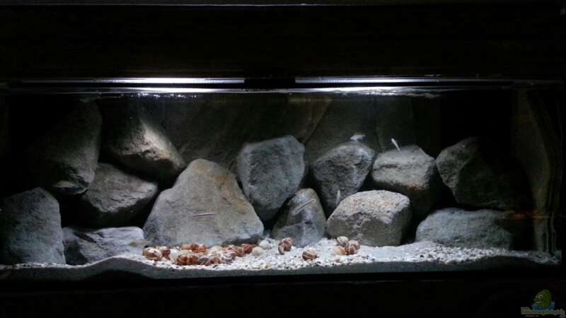 Aquarium Stones and Shells von Julien Preuß (4)