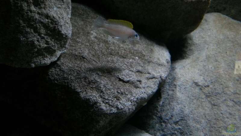 Besatz im Aquarium Stones and Shells von Julien Preuß (17)