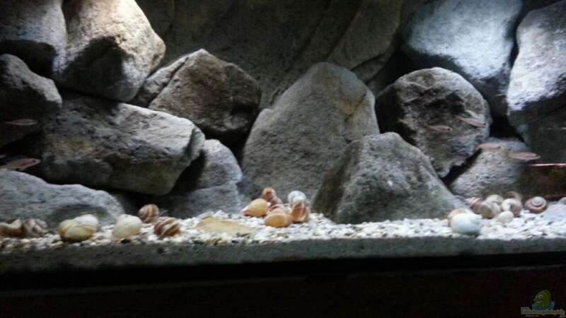 Besatz im Aquarium Stones and Shells von Julien Preuß (22)