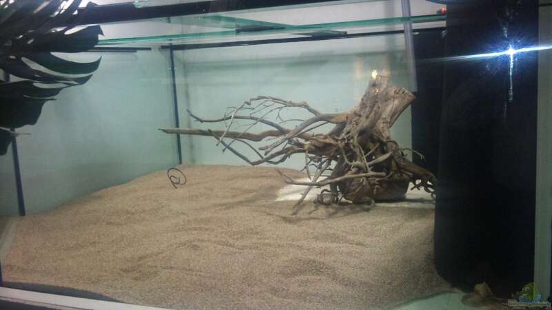 Aquarium Tigers, Dragons &amp; Snakeheads - Beispiel von stomar6 (4)