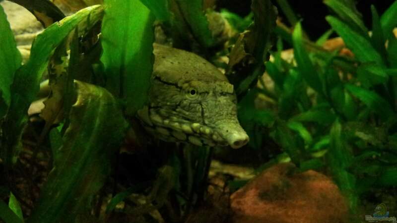 Besatz im Aquarium Tigers, Dragons &amp; Snakeheads - Beispiel von stomar6 (26)