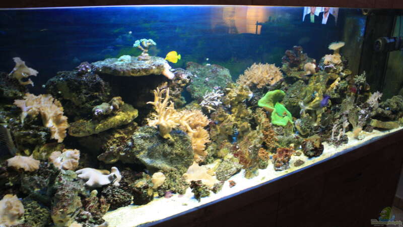 Aquarium Becken 22344 von Manfred Janßen (5)