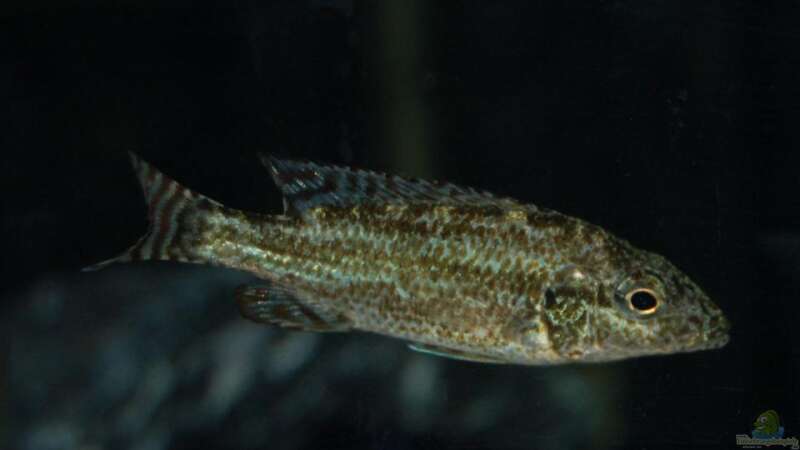 Einrichtungsbeispiele für die Haltung von Nimbochromis linni im Aquarium  - Nimbochromis-linniaquarium