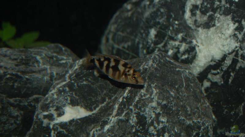 Placidochromis Milomo von Calimero (12)