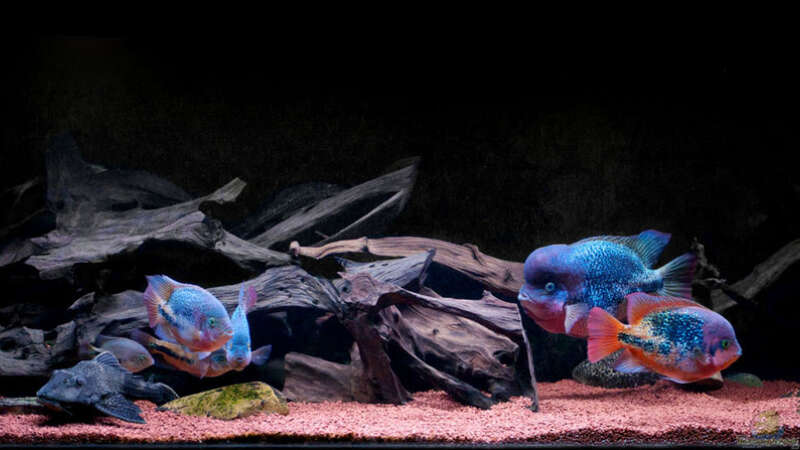 Aquarium 2014 von panaque67 (3)