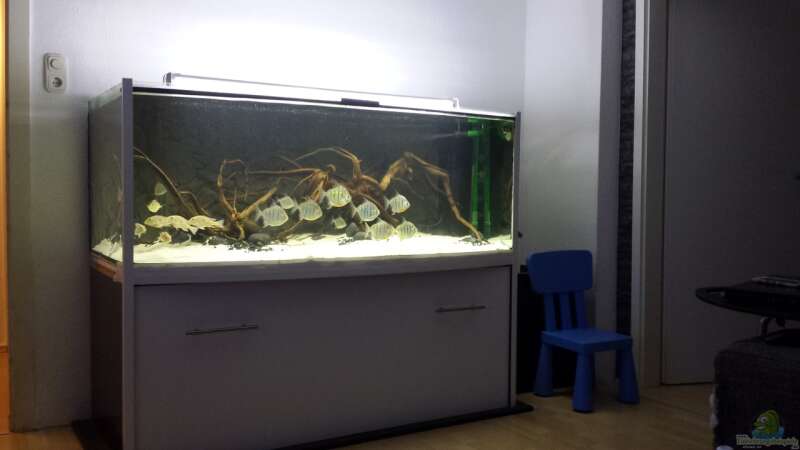 Aquarium Hauptansicht von RioTrombetas Biotop von Tschoui (1)