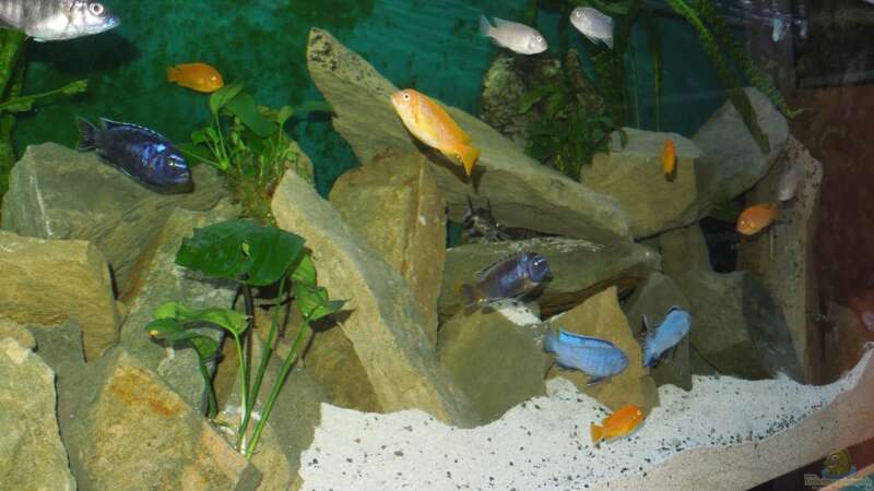 Aquarium Mbuna&#039;s in Sandsteinhöhlen von Volker Alms (6)