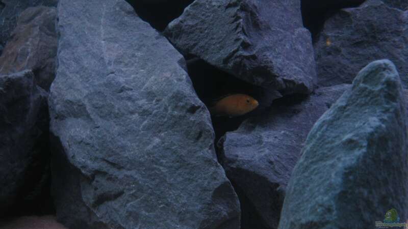 Labidochromis caeruleus - Jungfisch von Oliver H. (21)