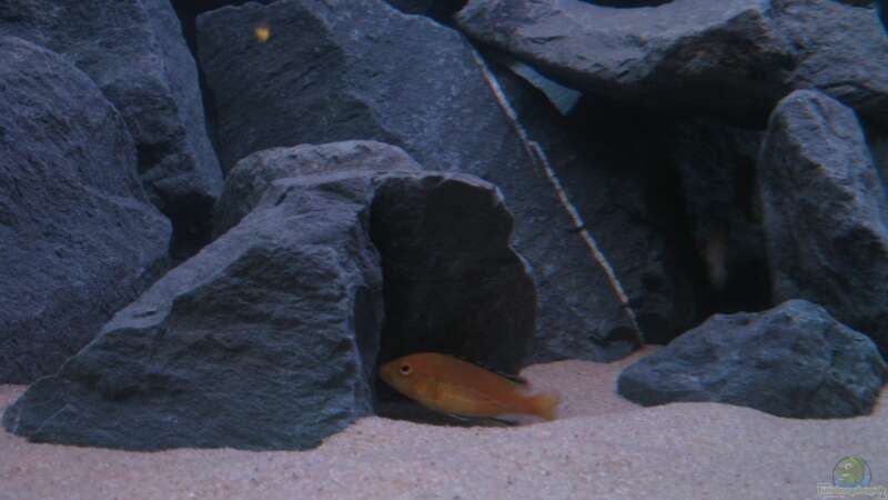 Labidochromis caeruleus - Jungfisch von Oliver H. (23)